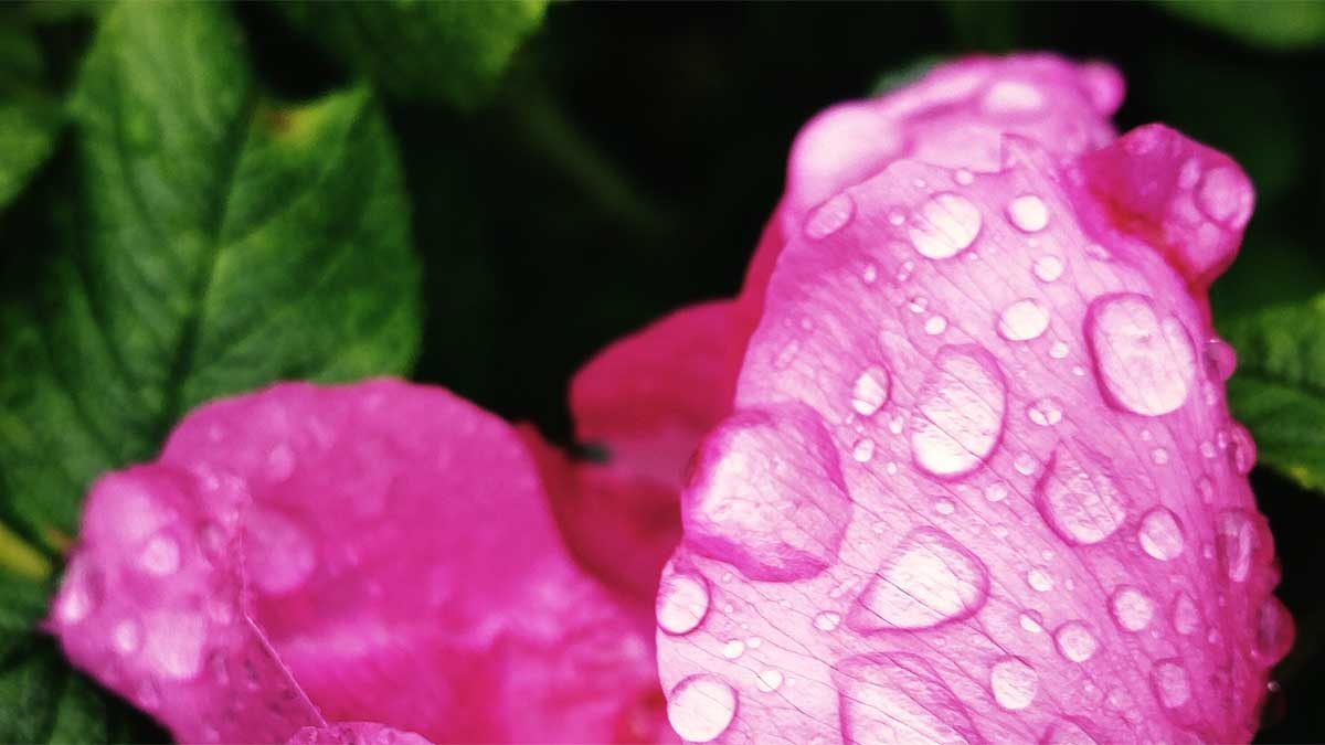 pink flower petals