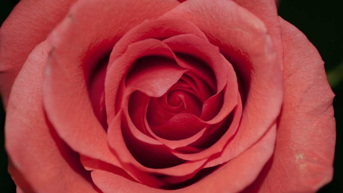 a red rose