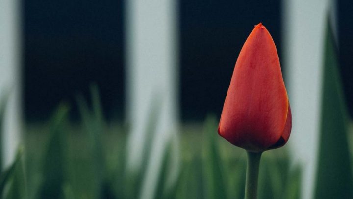 a single red tulip