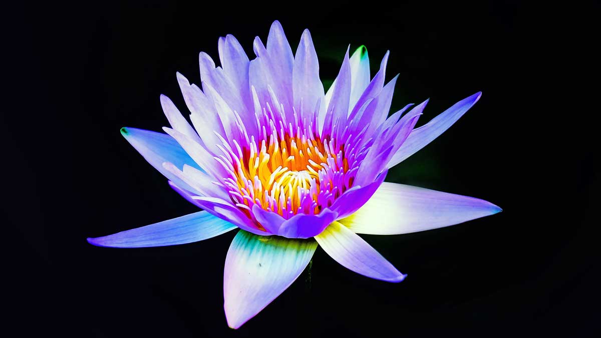 water lily