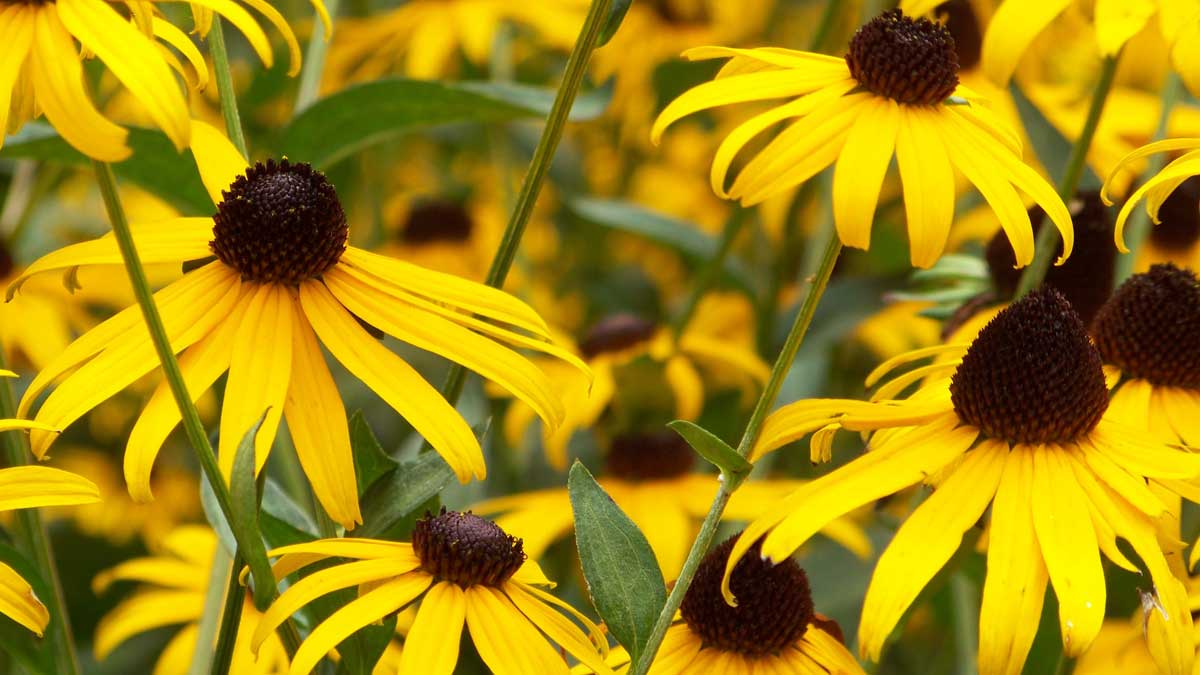 black-eyed susan flowers