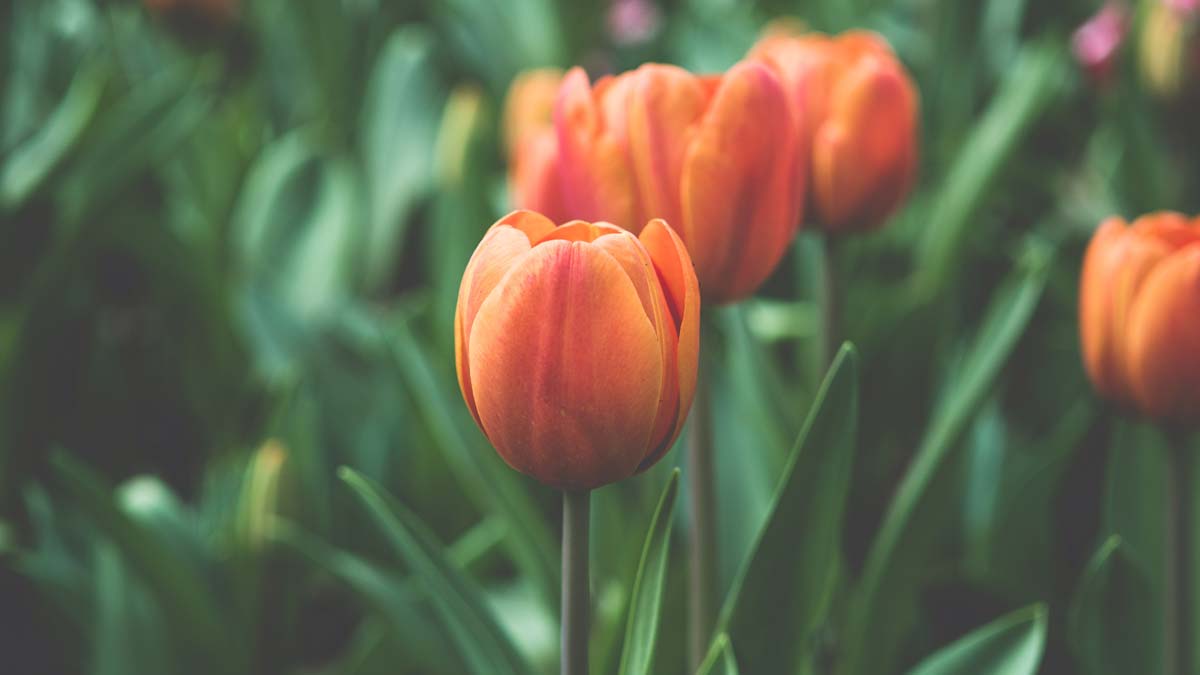 red tulips