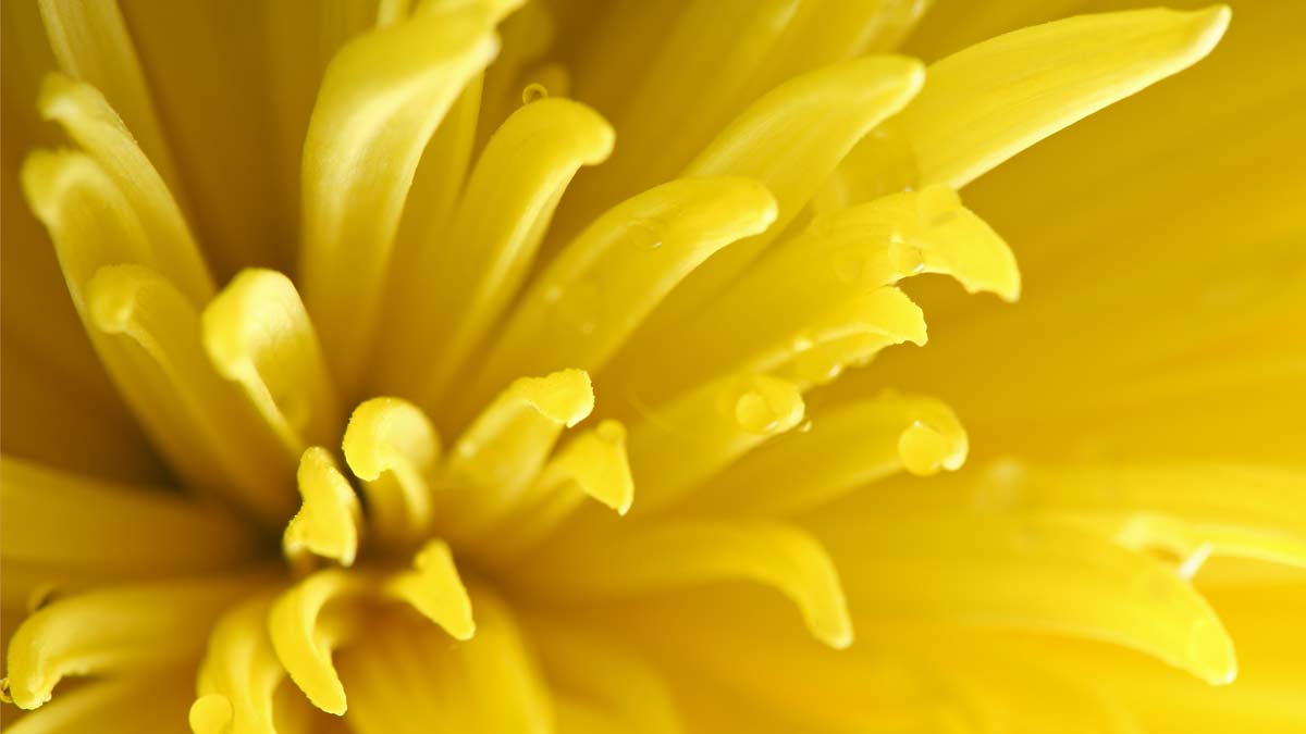 a yellow flower