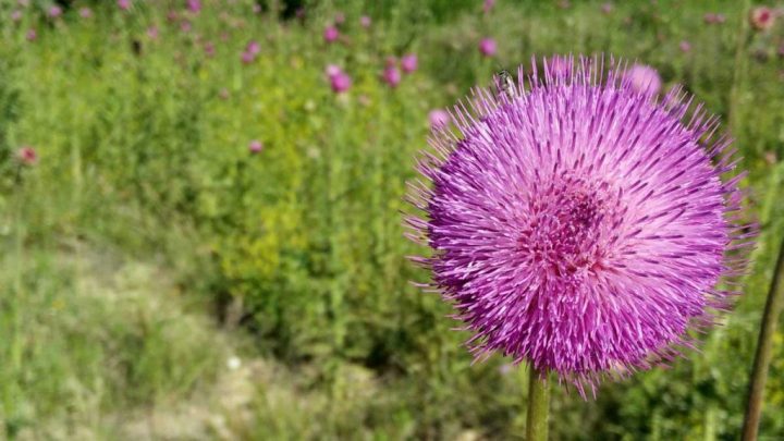 purple flower head against a field