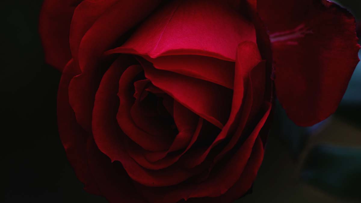 a red rose