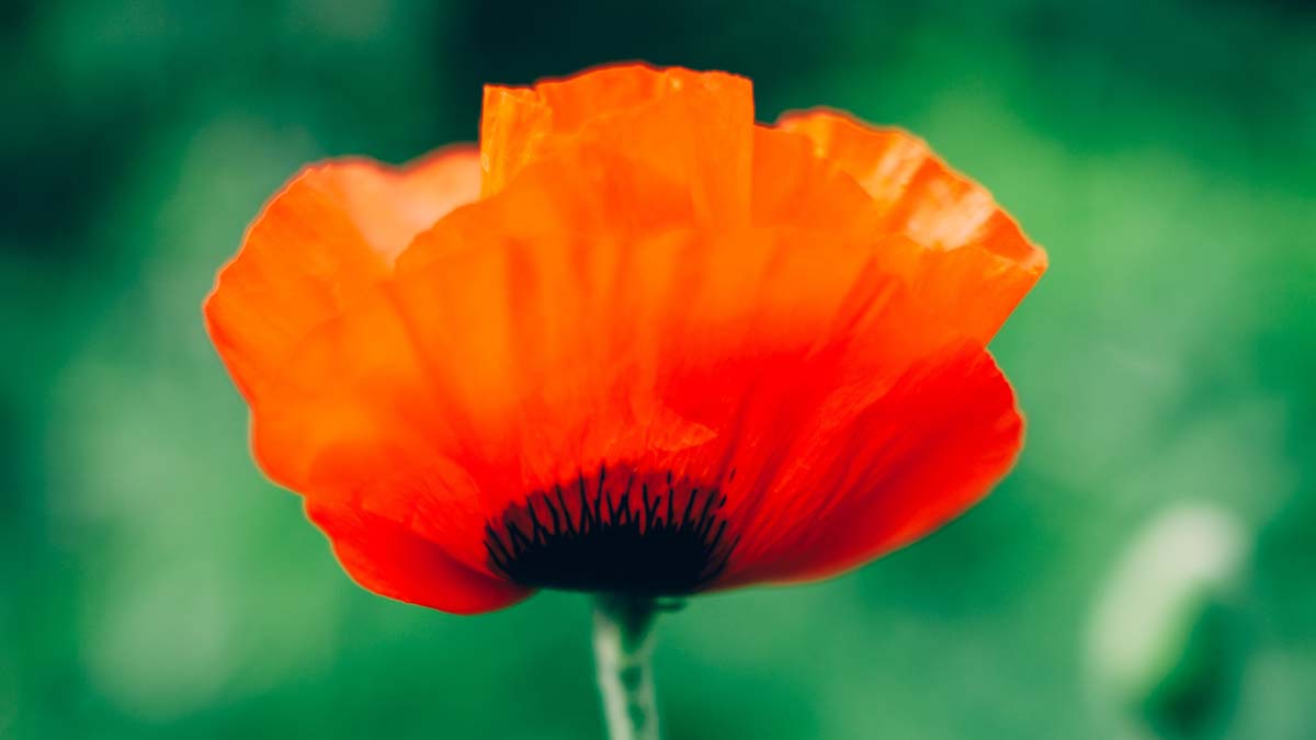 a red poppy