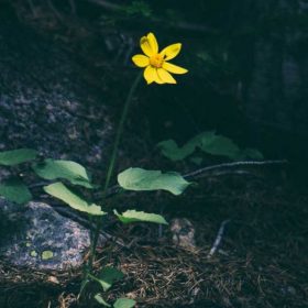 yellow flower on the forest floor