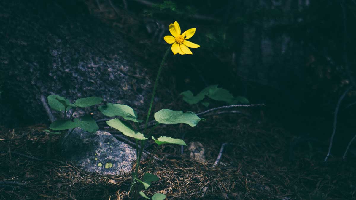 yellow flower on the forest floor