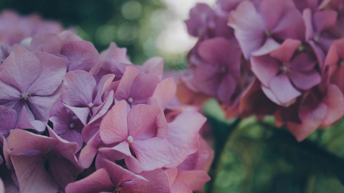 pink hydrangea flowers