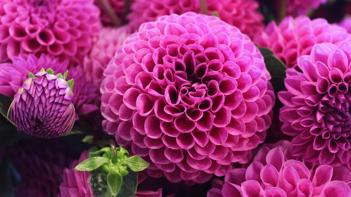flowers