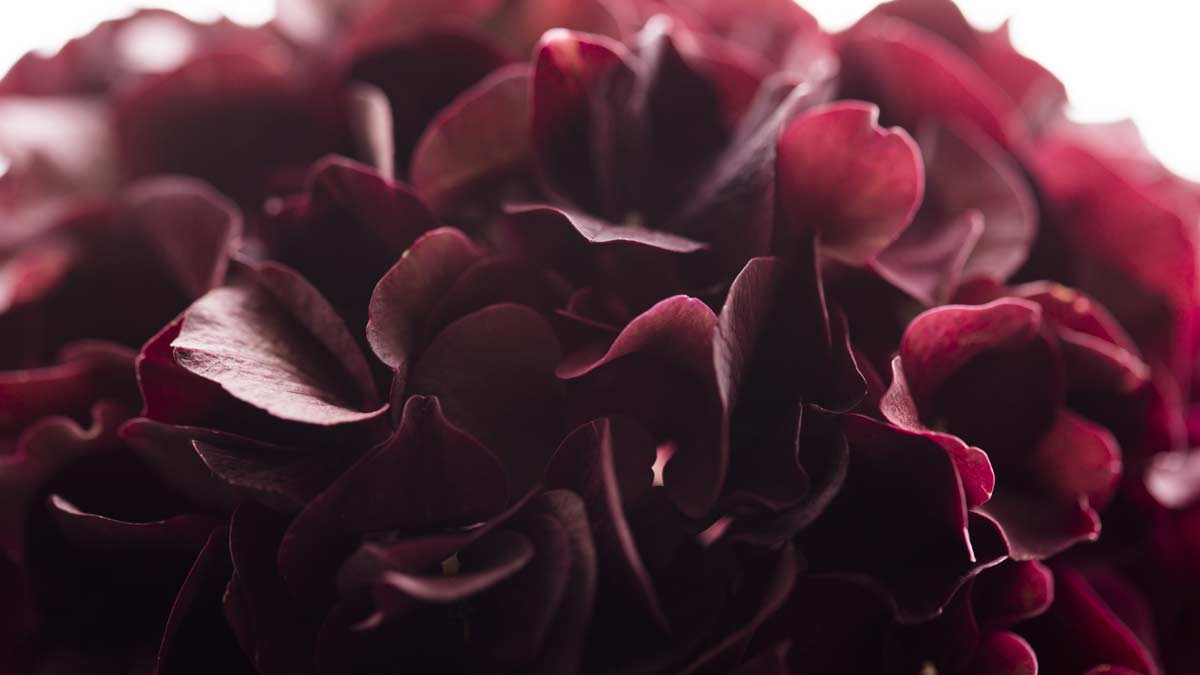 red flower petals