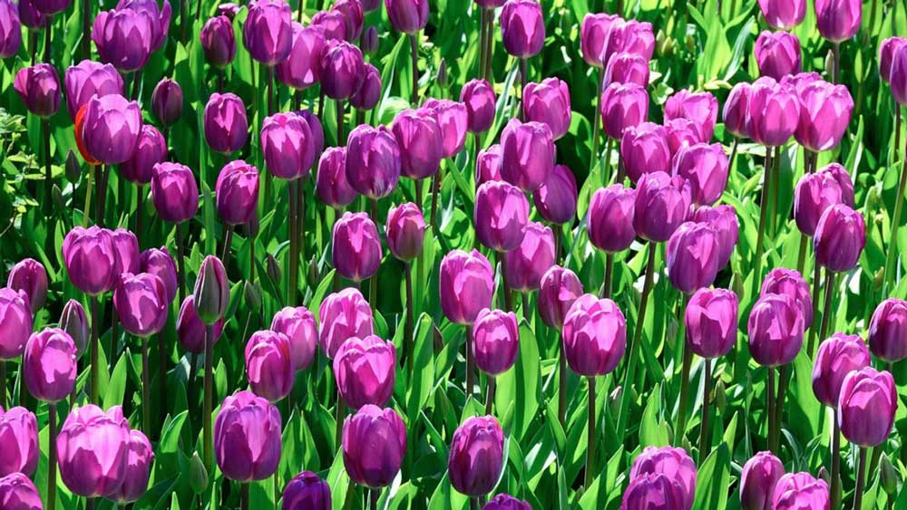 A field of tulips