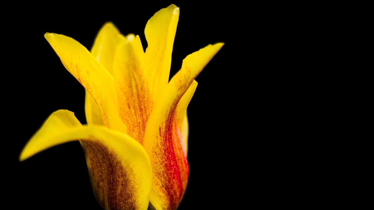 a flower