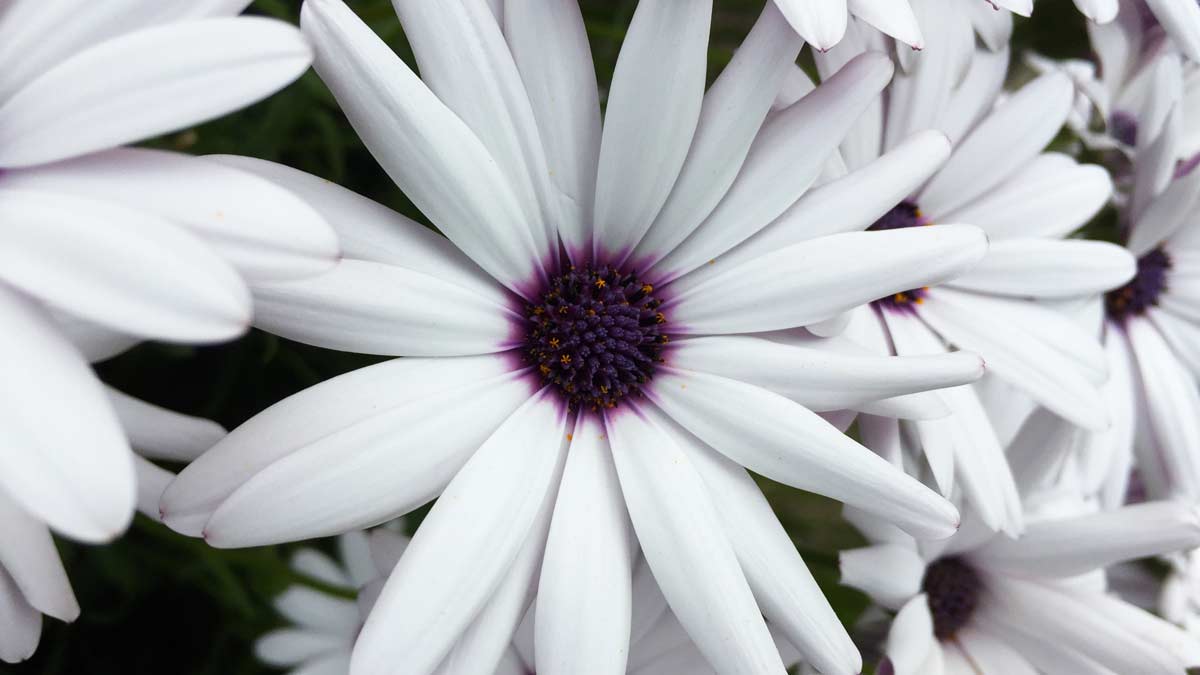 white flowers