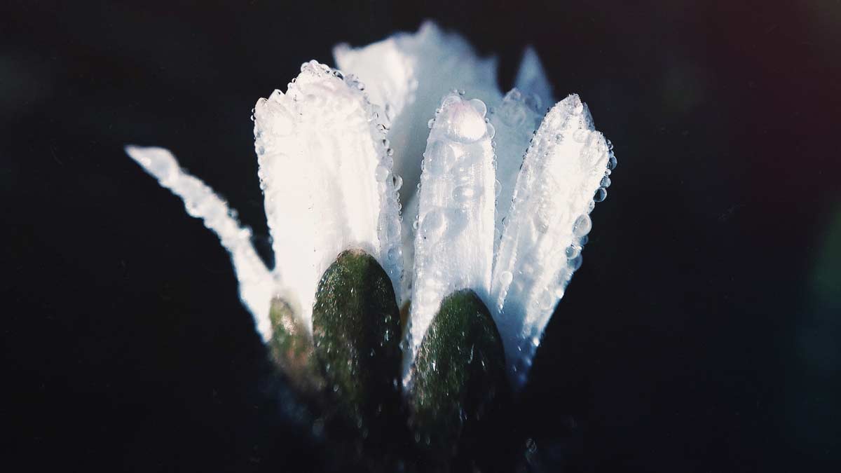 a white flower