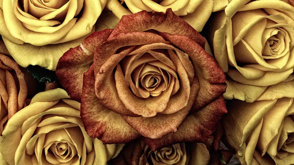 yellow and reddish roses