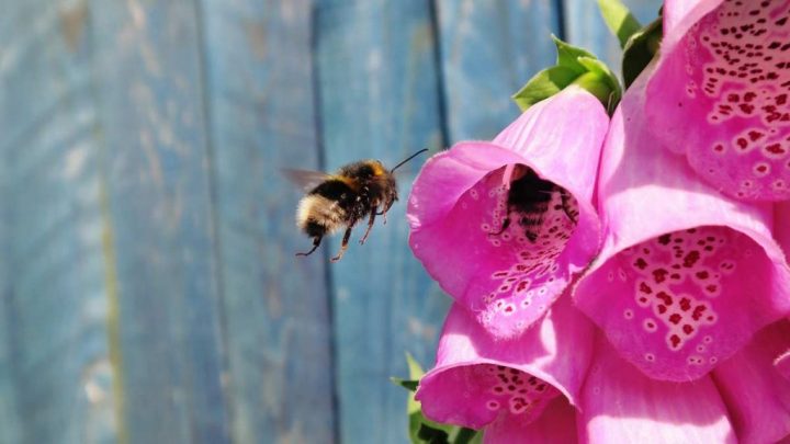 bee hovering next to flowers
