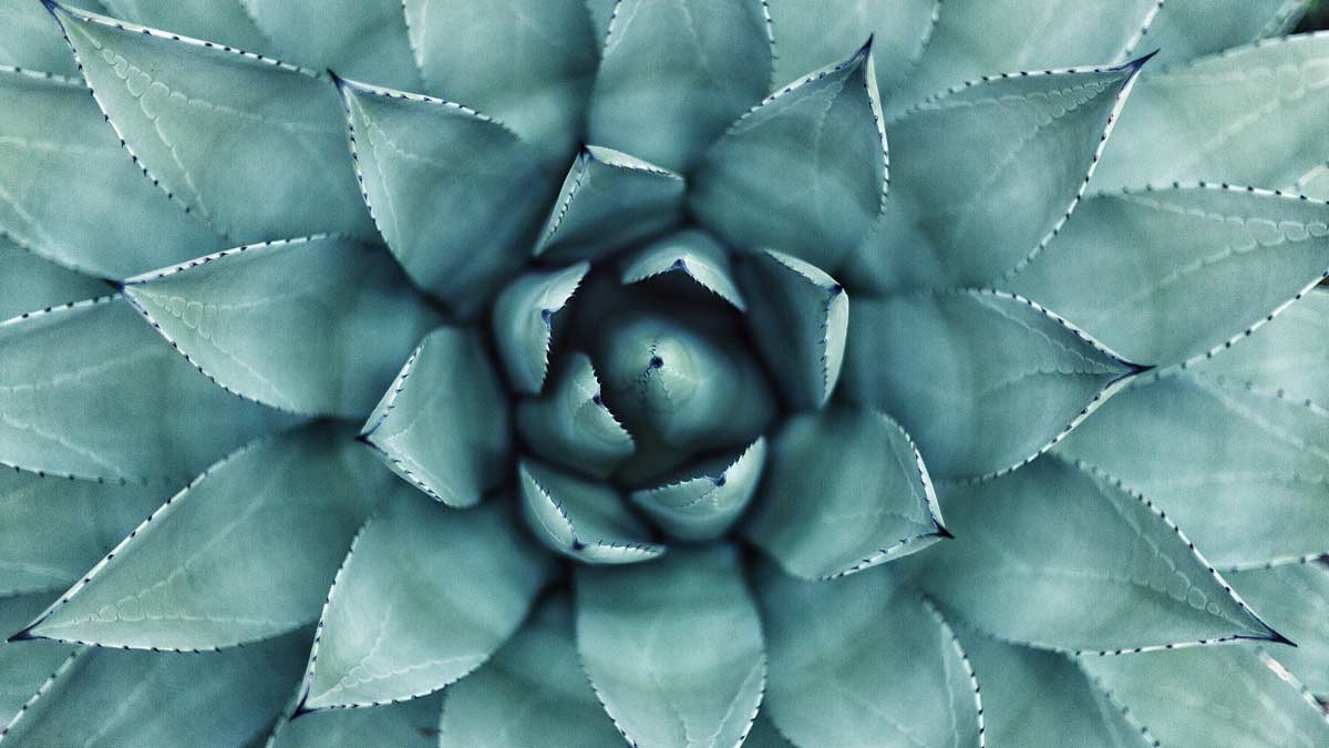 top of a succulant