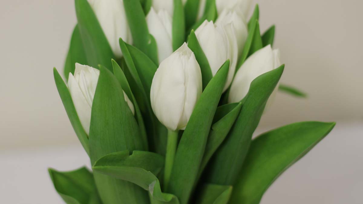 white tulips