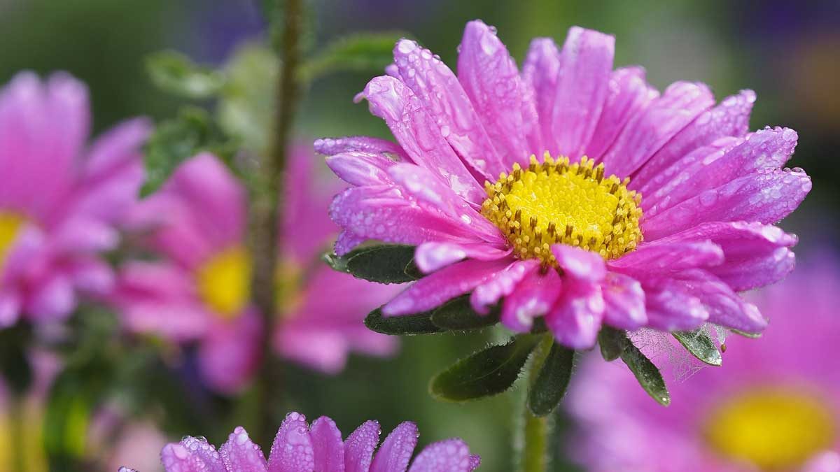 flowers