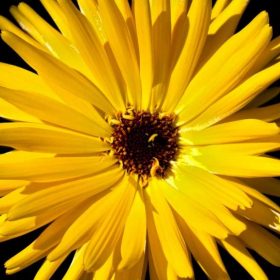 a yellow flower