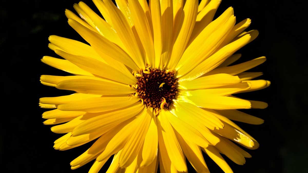 a yellow flower