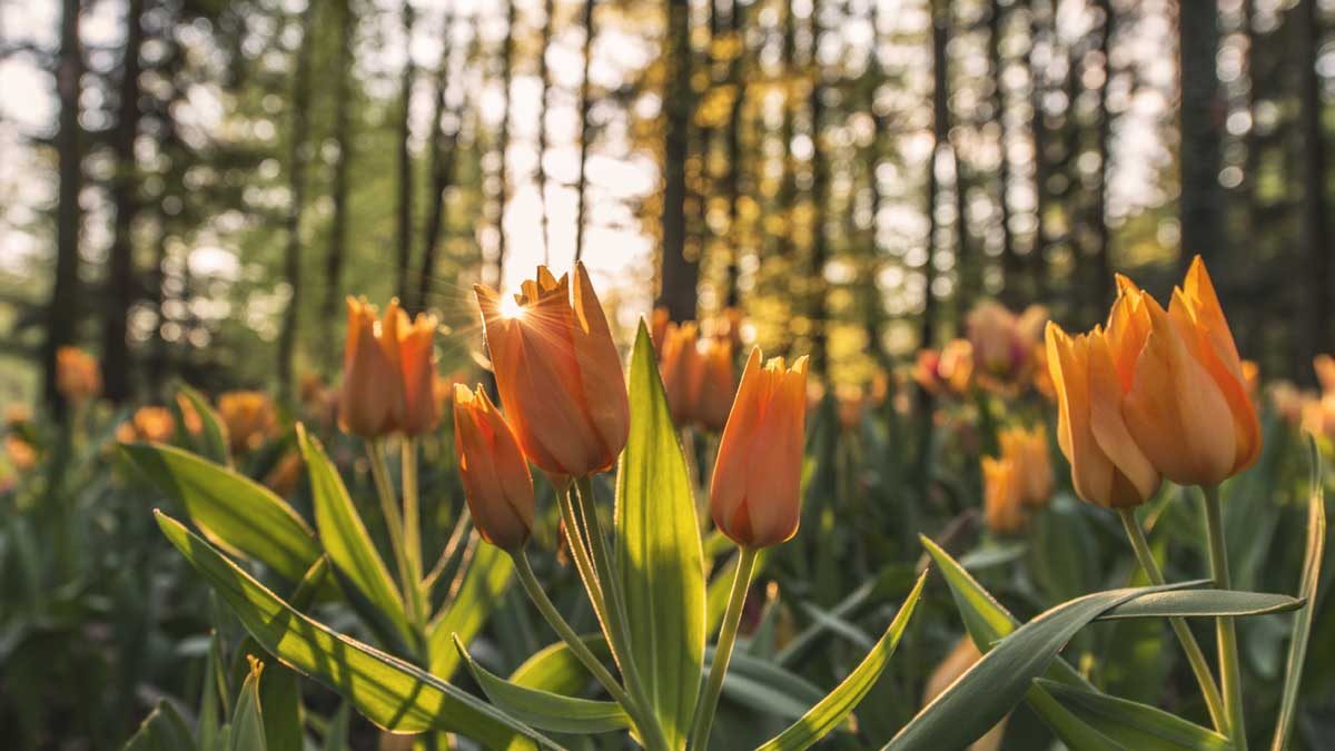 flowers