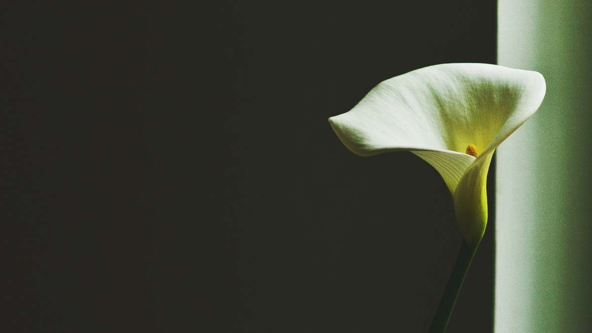 a flower