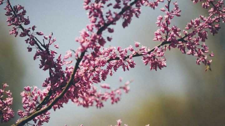 pink flowering tree