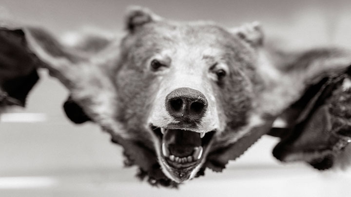 trophy bear head