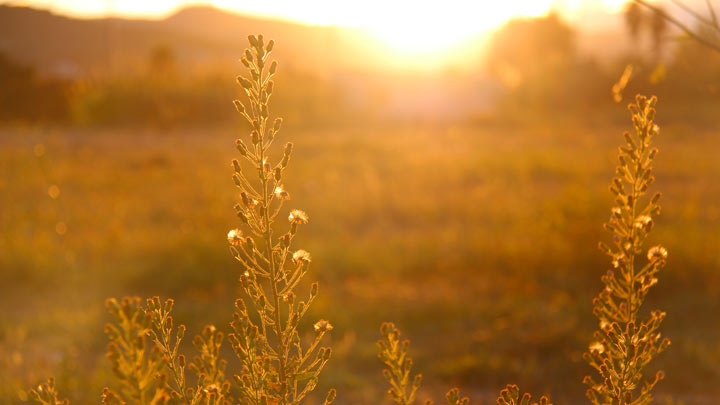 field at sunset