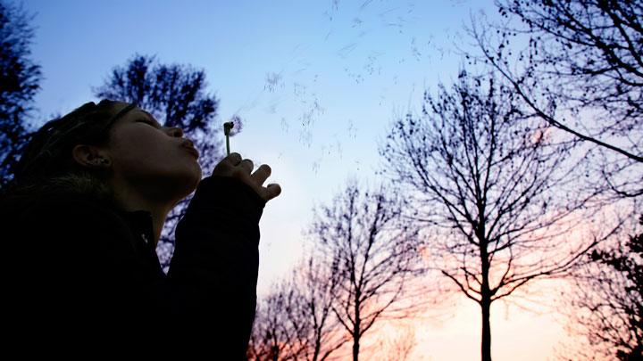 A child blowing on a dandelion