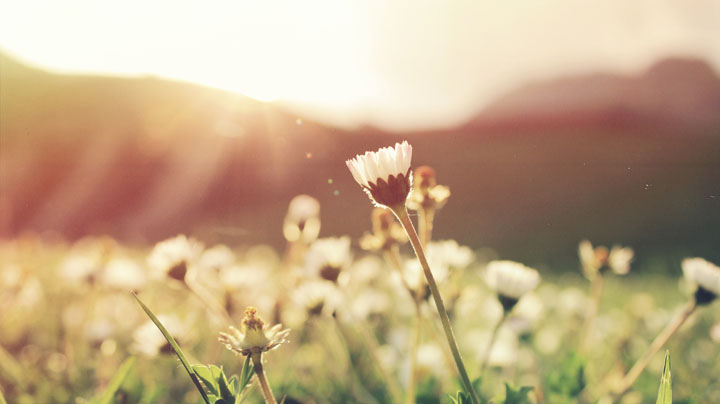 Flowers in a field