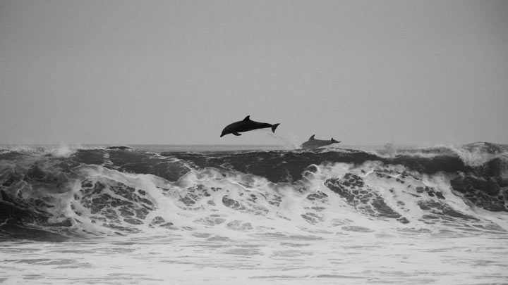 Dolphins above the waves
