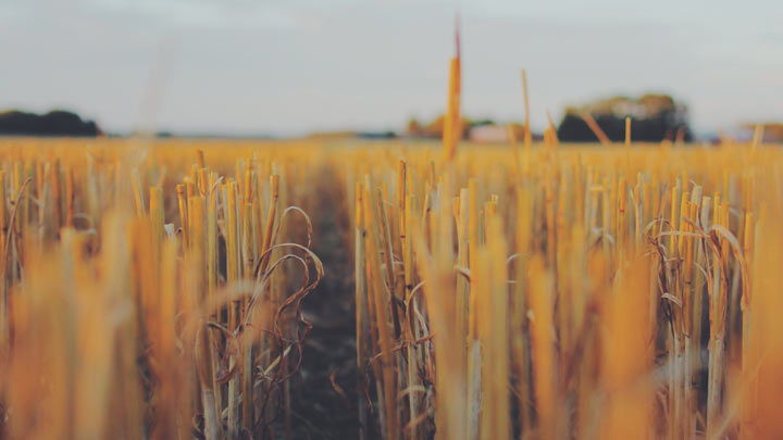 path through a dry field