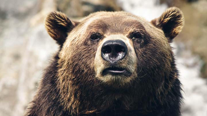 a bear