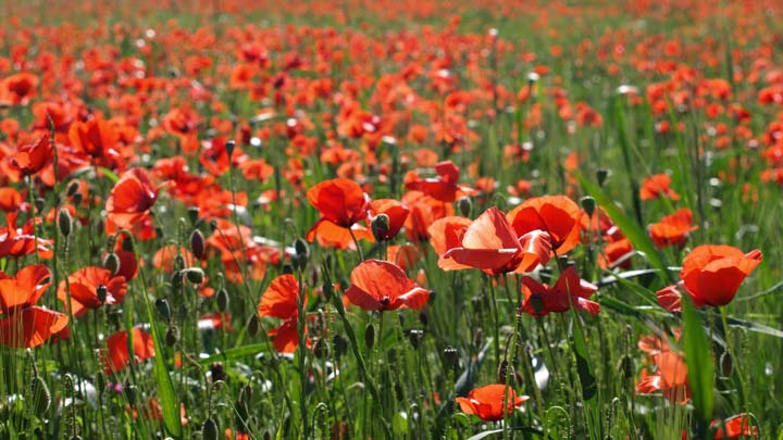 a field of poppies
