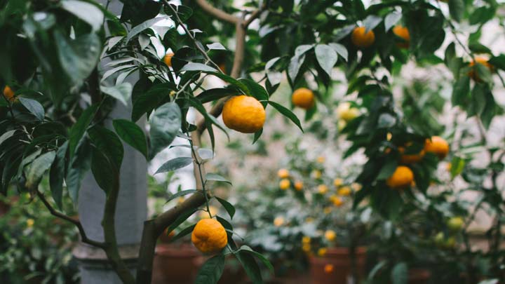 oranges on a tree