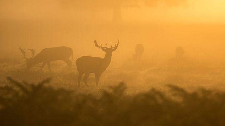 silhouetted bucks
