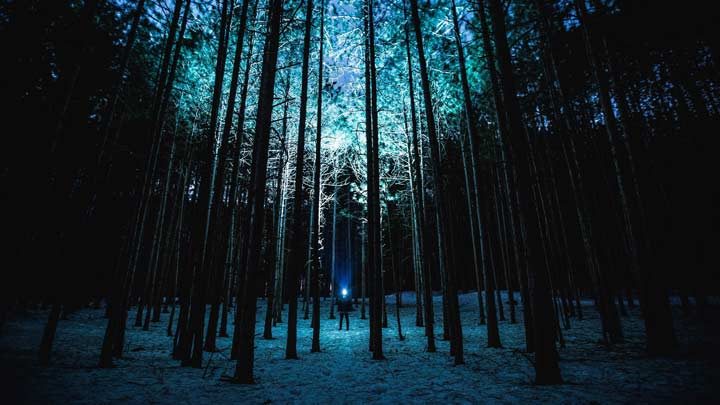 A forest in the dark