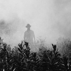 A man in a foggy field