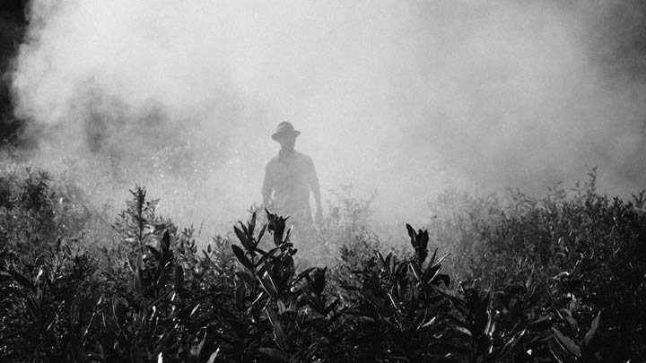 A man in a foggy field