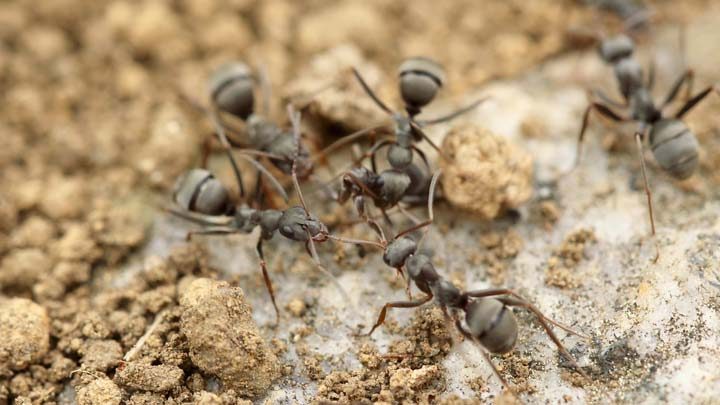 ants and clumpy sand