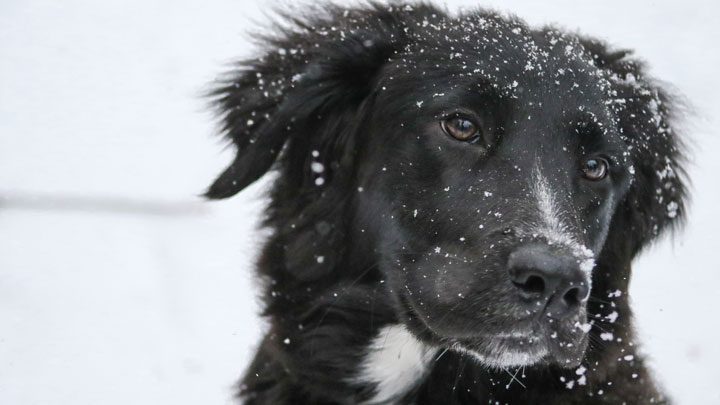 A dog speckled in snow - imagery for "When the Dog Gets Ready to Die" by Randal Eldon Greene