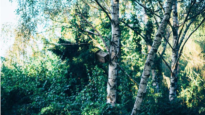 birch trees - imagery for "Birches" by Jan Stinchcomb