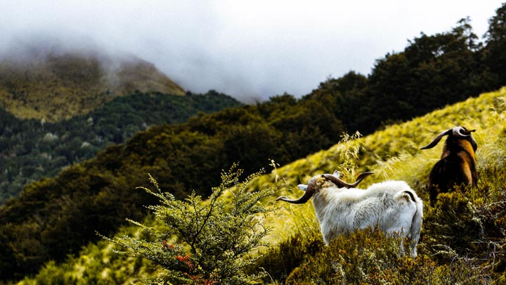 rrams on mountain - imagery for "Haruspex" by Eric Williams