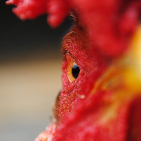 chicken - imagery for "Harvest" by Ken Poyner