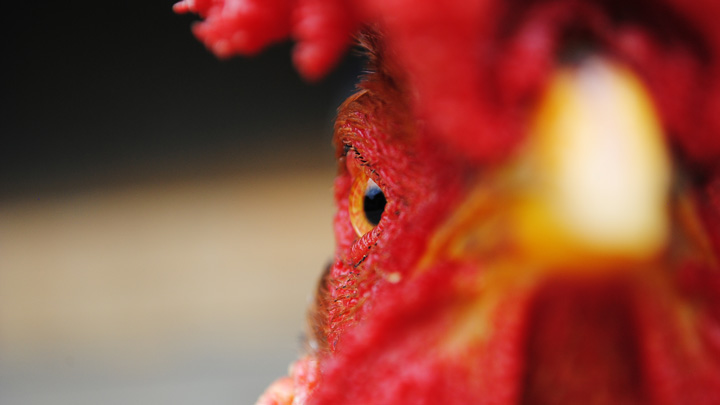 chicken - imagery for "Harvest" by Ken Poyner