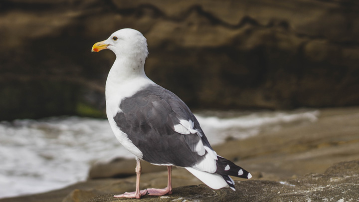 seagull - imagery for "Little Joe Gould #5" by Devon Balwit