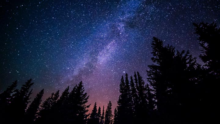 starry sky over forest - imagery for "Star Fall Sans Sound" by Jess Mize